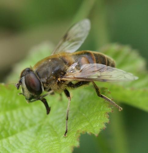 Réf. 247 052 : Eristalis tenax